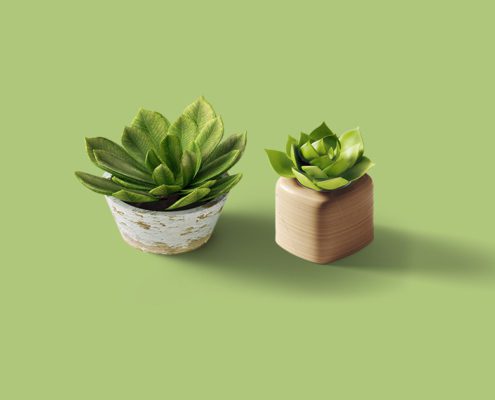 Two decorative succulents on a green background.