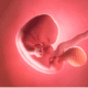 Fetus developing in a womb illustration.