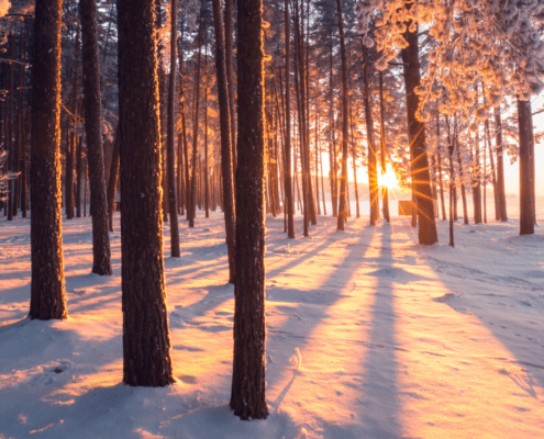 Sunset filtering through snowy forest trees.