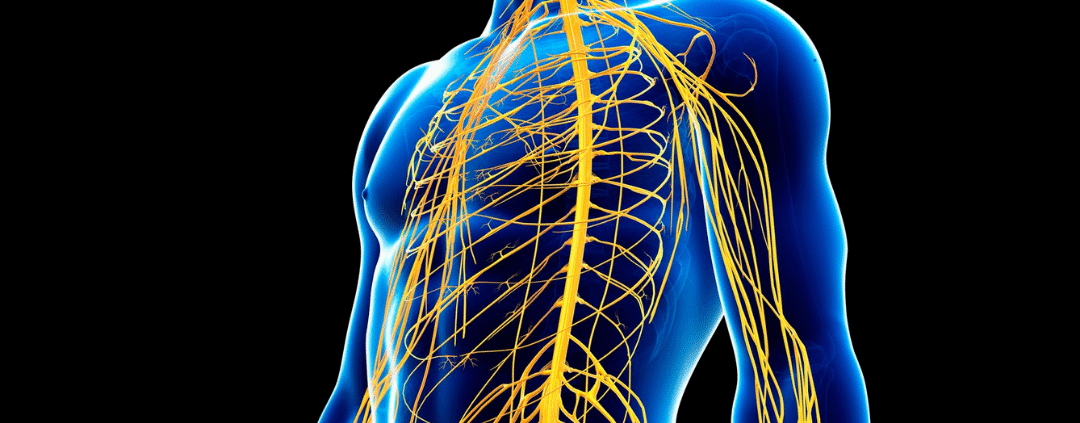 Human nervous system illustration with highlighted brain.