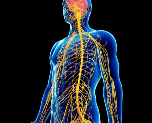 Human nervous system illustration with highlighted brain.