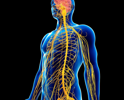Human nervous system illustration with highlighted brain.