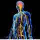 Human nervous system illustration with highlighted brain.