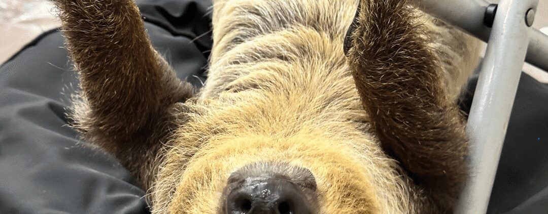 Sloth hanging upside down on metal bar.
