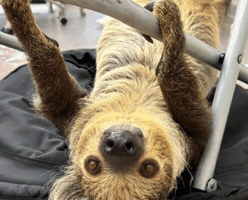 Sloth hanging upside down on metal bar.