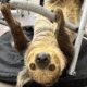 Sloth hanging upside down on metal bar.